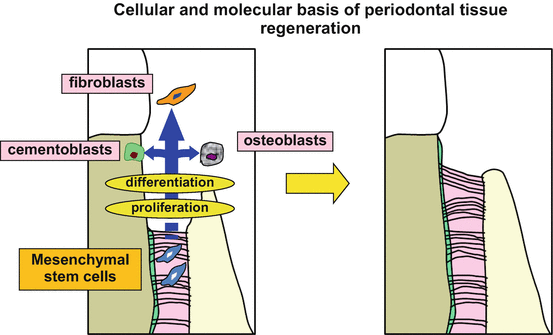 Biología Oral & Periodontal